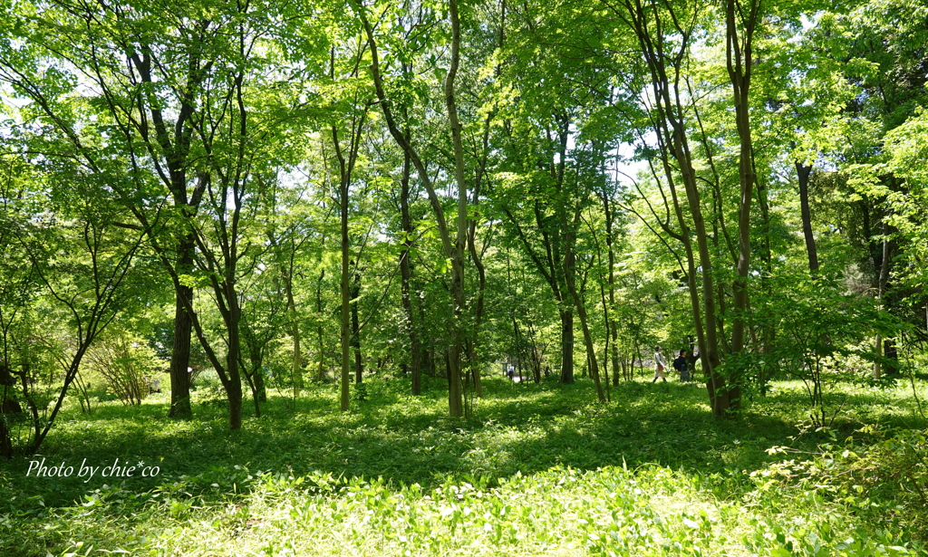 皇居-081