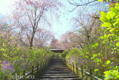 しだれ桜咲く明月院。。