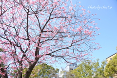 横浜関内の早咲き桜-143