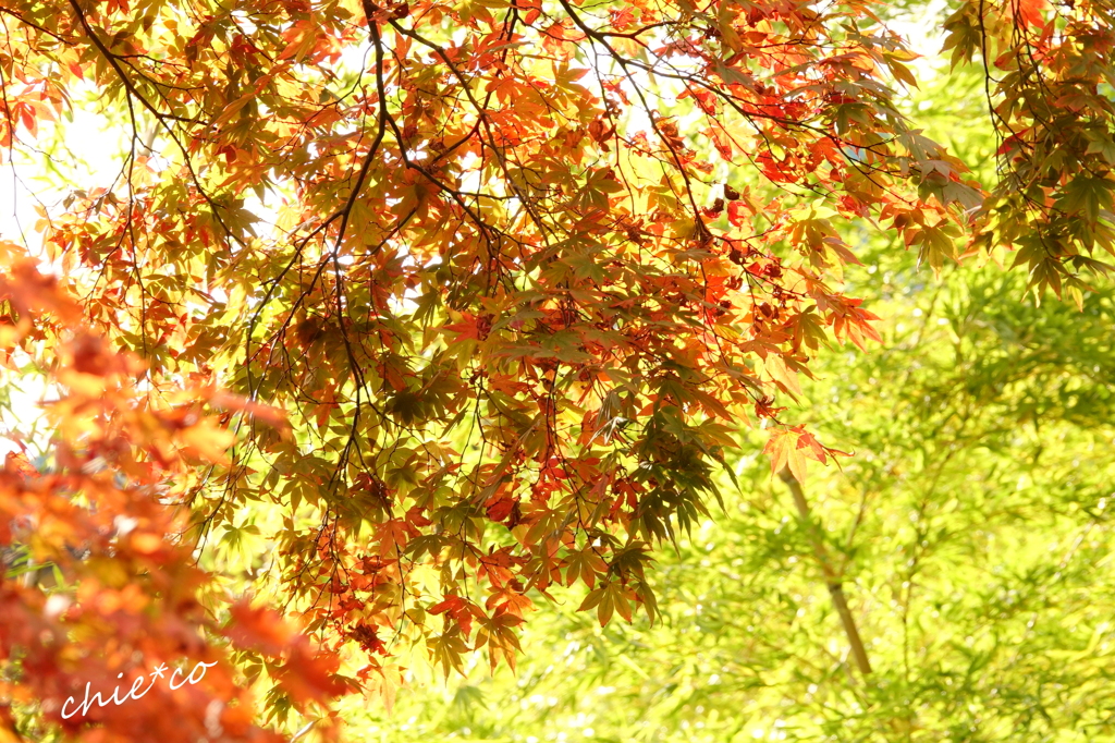 箱根美術館庭園-215