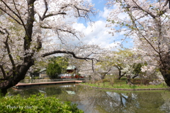鎌倉～桜の季節-281