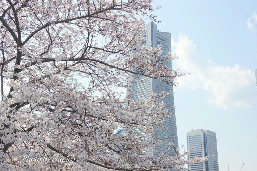 横浜＊桜さんぽ-253