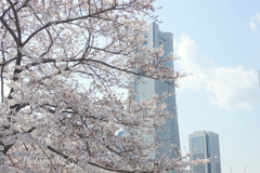 横浜＊桜さんぽ-253