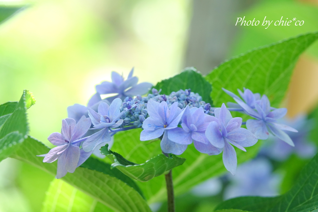 イタリア山庭園-179