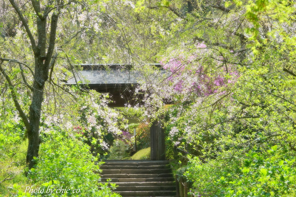 明月院-230