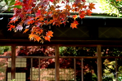 三渓園-409