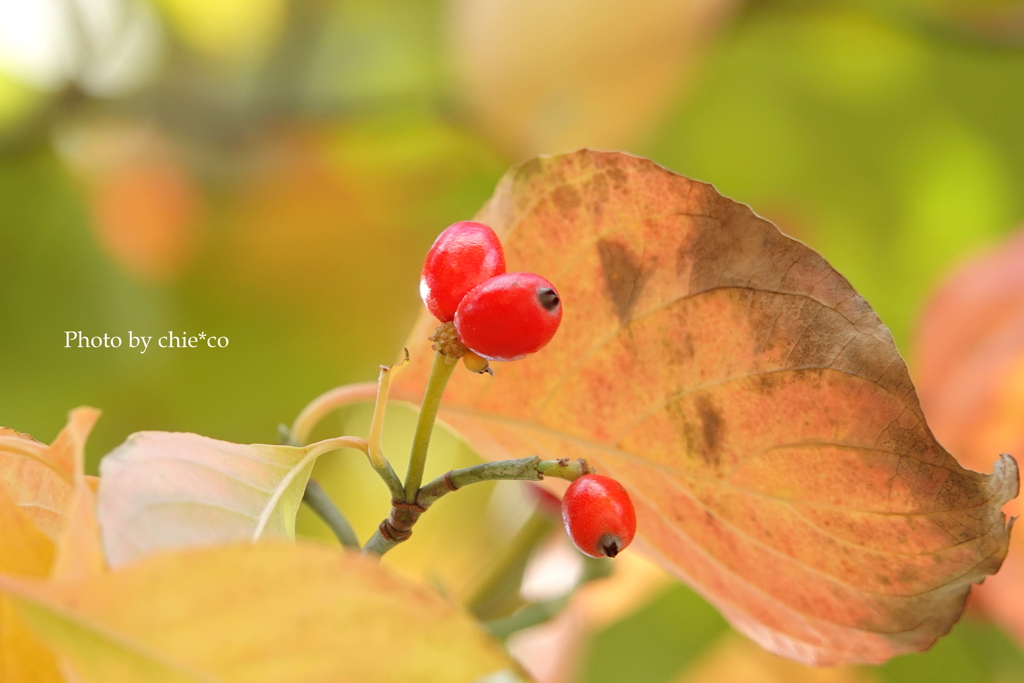 アメリカ山公園-065