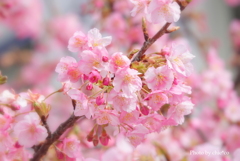 三浦海岸の河津桜-112