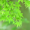 鎌倉-300