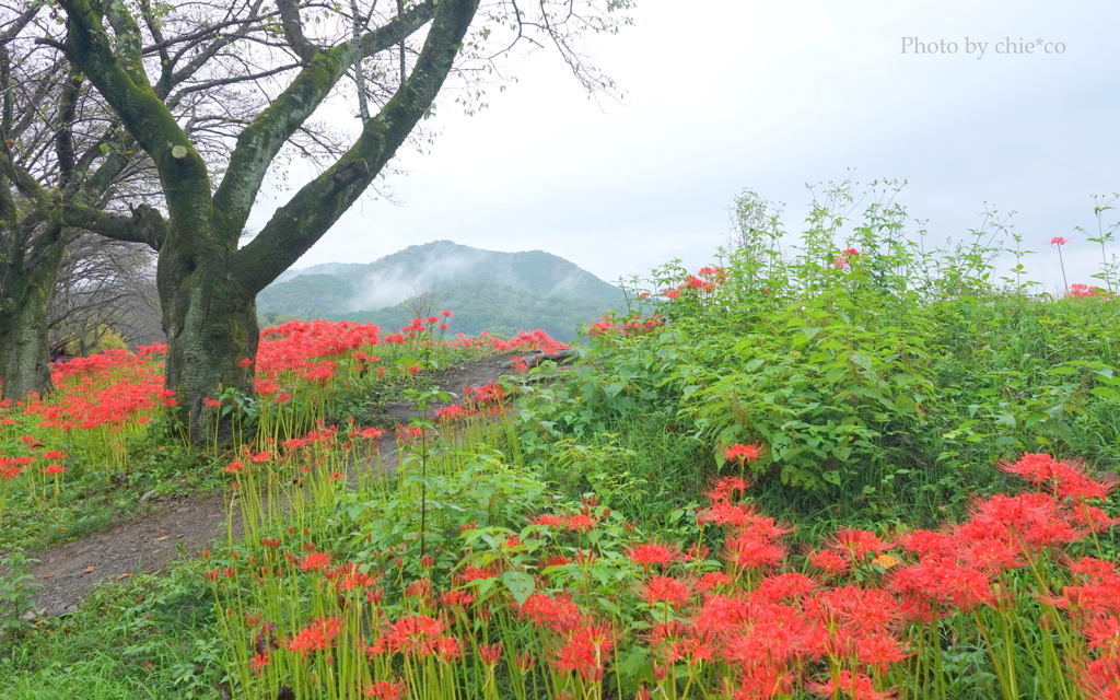 巾着田曼殊沙華公園-005