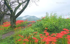 巾着田曼殊沙華公園-005