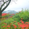 巾着田曼殊沙華公園-005
