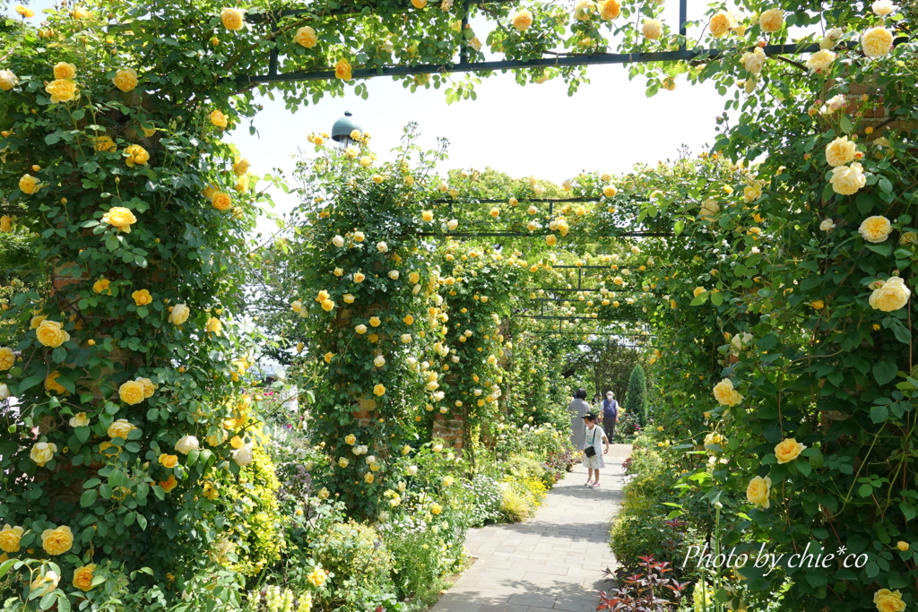 横浜 Rose Week-309