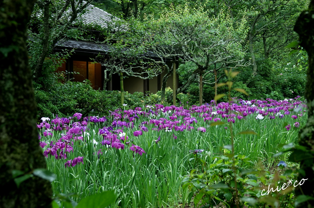 花菖蒲咲く東慶寺-012
