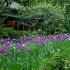 花菖蒲咲く東慶寺-012
