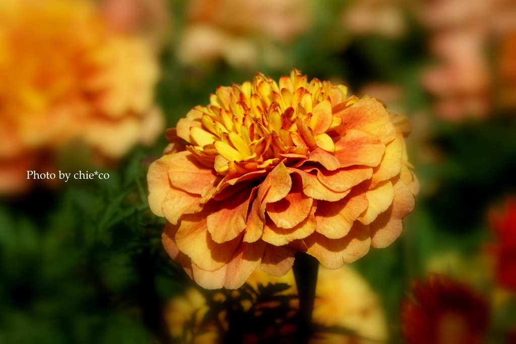 港の見える丘公園-203