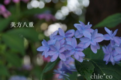 瀬戸神社～山あじさい-375