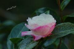山茶花。。