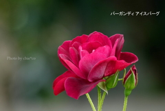 アメリカ山公園-150