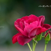 アメリカ山公園-150