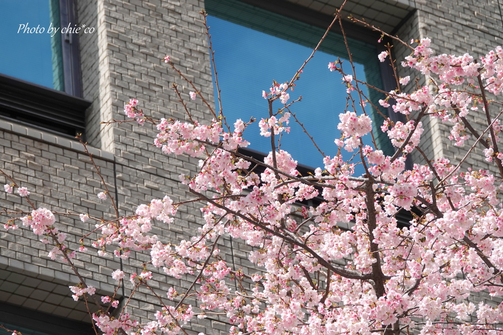 横浜関内　大寒桜-007