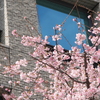 横浜関内　大寒桜-007