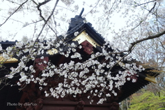 鎌倉～桜の季節-268