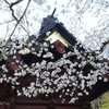 鎌倉～桜の季節-268