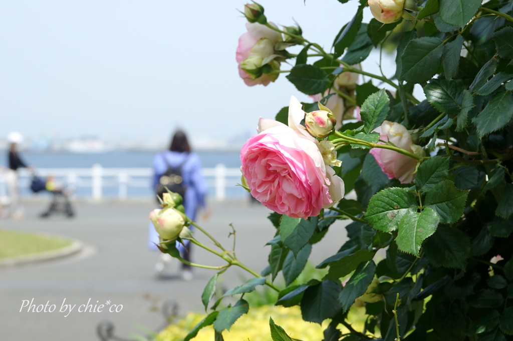 横浜 Rose Week-266