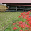 日向薬師-227