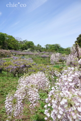 横須賀しょうぶ園-236