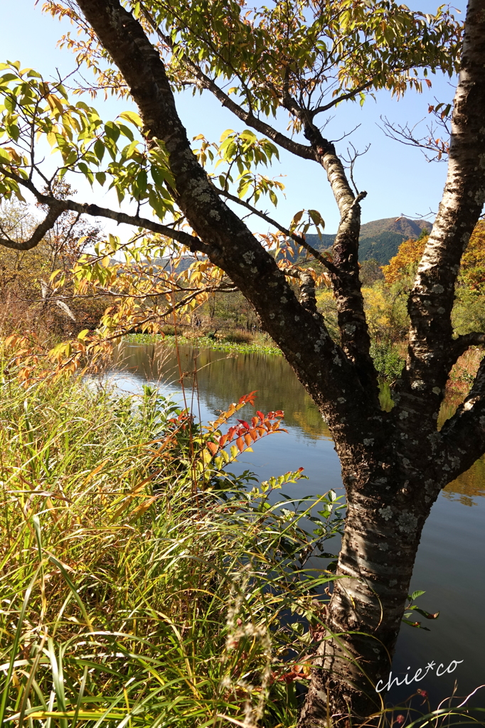 箱根湿生花園-247