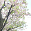 石川町～イタリア山庭園-195