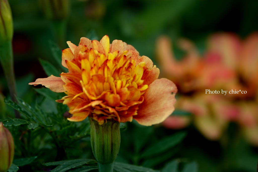 港の見える丘公園-200