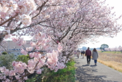 春めき桜-135
