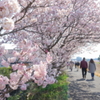 春めき桜-135