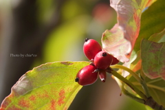山手イタリア山庭園-012