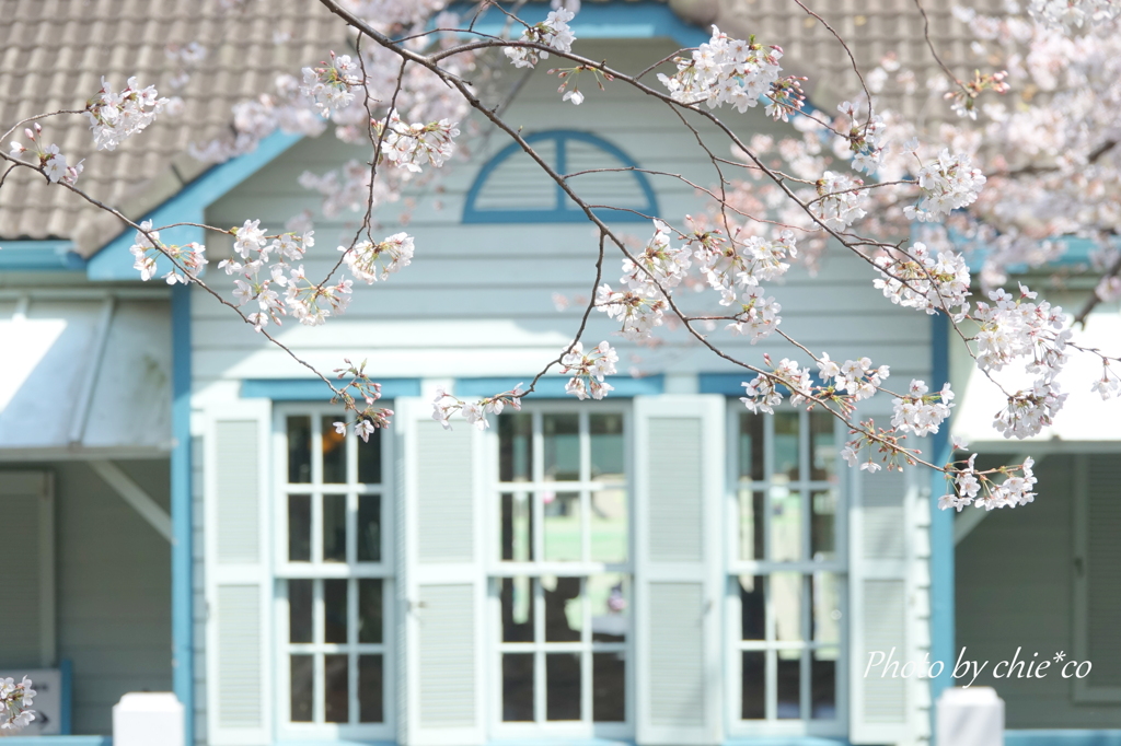 横浜＊桜さんぽ-215