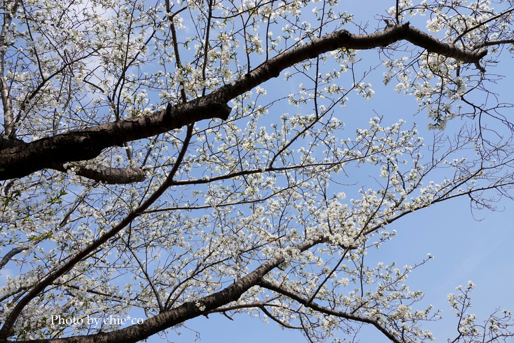 山手イタリア山庭園-138