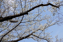 山手イタリア山庭園-138