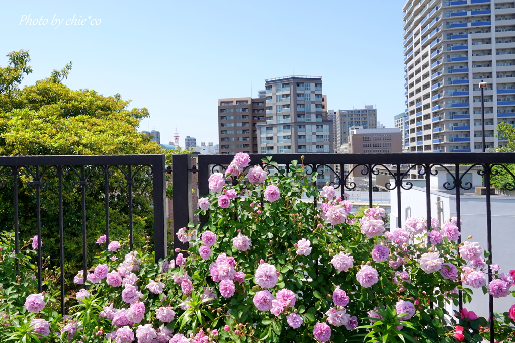 アメリカ山公園・・5