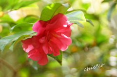 山茶花・・