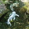 鎌倉-220