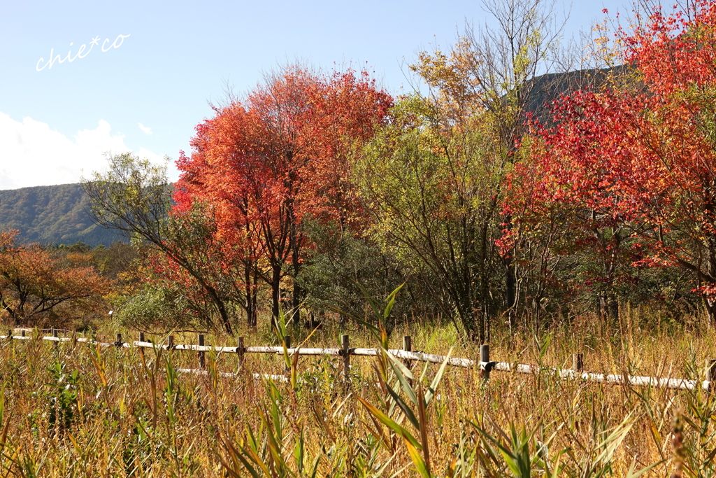 箱根湿生花園-229