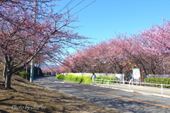 三浦海岸の河津桜-116