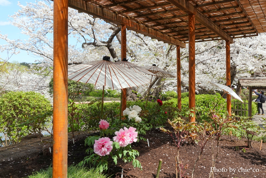 鎌倉～桜の季節-290
