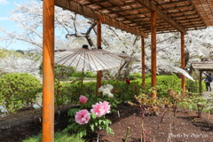 鎌倉～桜の季節-290
