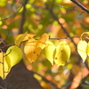 山手イタリア山庭園-117