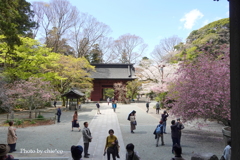 鎌倉～桜の季節-267
