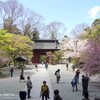 鎌倉～桜の季節-267